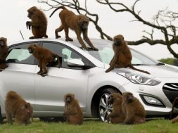 Hyundai i30 bliver testet af bavianer