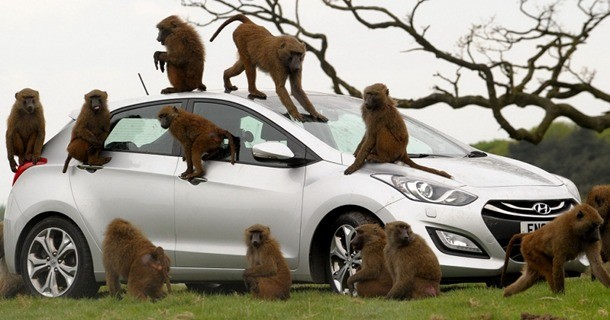 40 bavianer tester Hyundai i30 kvaliteten – Video