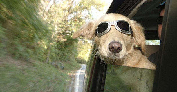 Undgå flyvende hund i bilen…